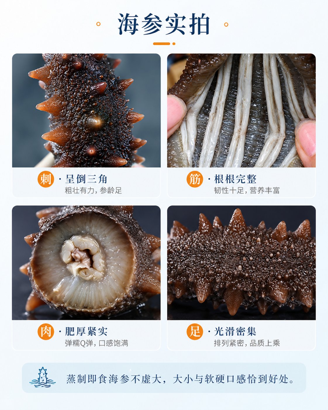 财神岛海参参刺筋道肉质和底足细节